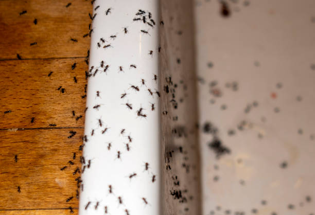 Dortches, NC Pest Control Company