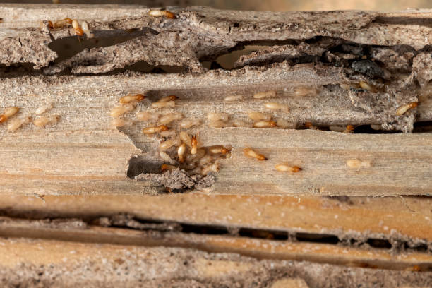 Best Termite Control Services  in Dortches, NC