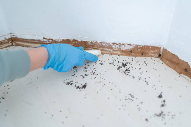 Best Ant Control Services  in Dortches, NC
